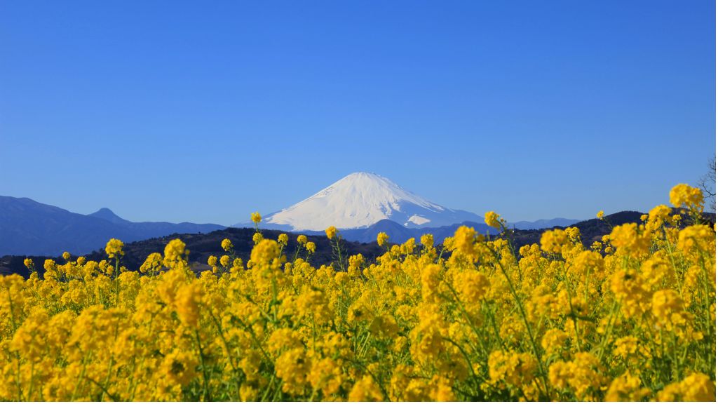 Rapeseed viewing at Mount Azuma 