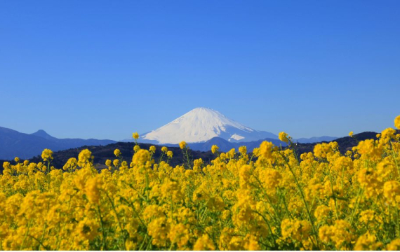 Rapeseed viewing at Mount Azuma 