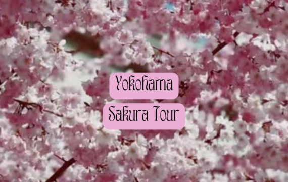 Yokohama Sakura Tour