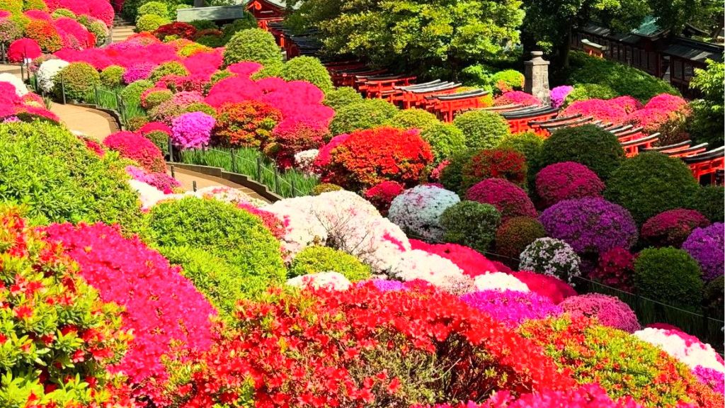 Azalea Festival at Nezu Shrine