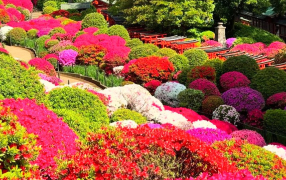 Azalea Festival at Nezu Shrine